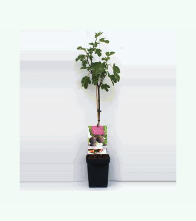 Vijg op stam (Ficus Carica "Brown Turkey") fruitbomen