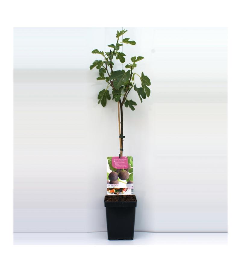 Vijg op stam (Ficus Carica "Brown Turkey") fruitbomen