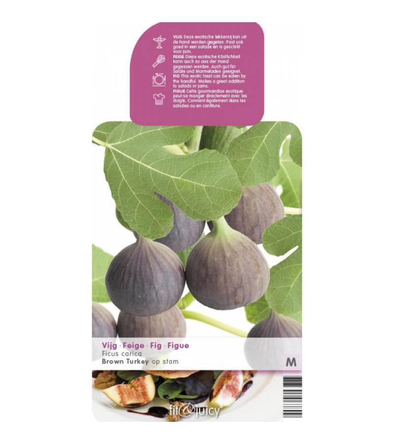 Vijg op stam (Ficus Carica "Brown Turkey") fruitbomen