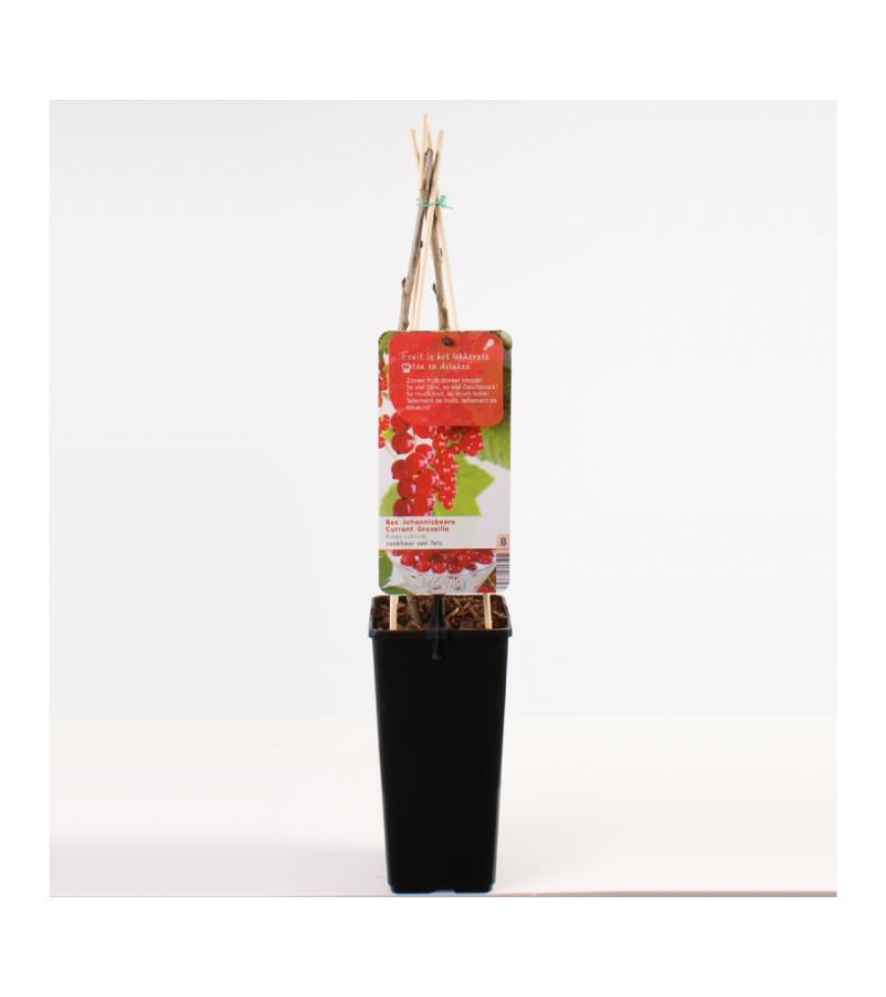 Rode bes (ribes rubrum "Jonkheer van Tets") fruitplanten