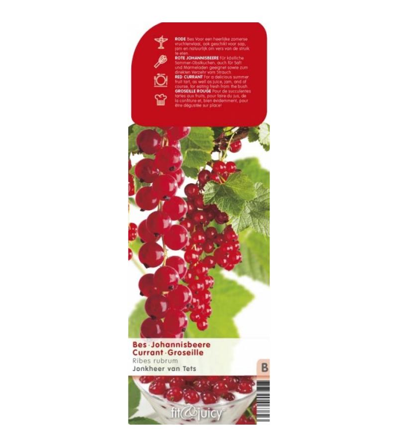 Rode bes (ribes rubrum "Jonkheer van Tets") fruitplanten