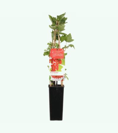 Rode bes (ribes rubrum "Jonkheer van Tets") fruitplanten