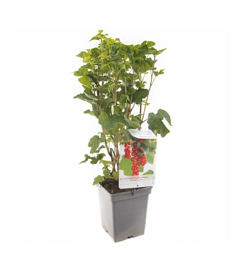 Rode bes (ribes rubrum "Jonkheer van Tets") fruitplanten