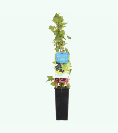 Zwarte bes (ribes nigrum) fruitplanten