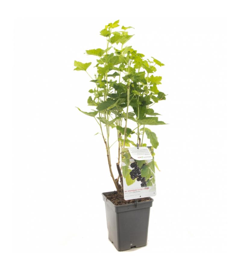 Zwarte bes (ribes nigrum) fruitplanten