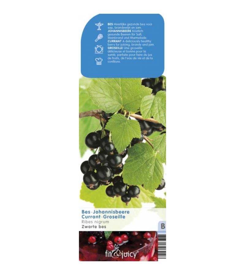 Zwarte bes (ribes nigrum) fruitplanten