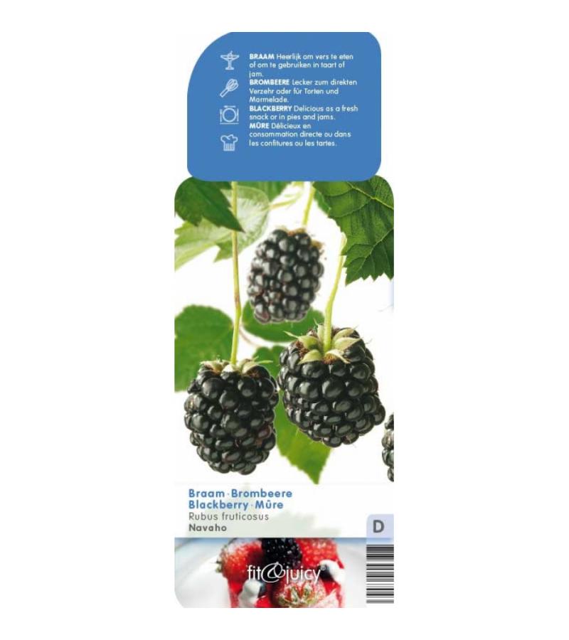 Braam (rubus fruticosus "Navaho") fruitplanten