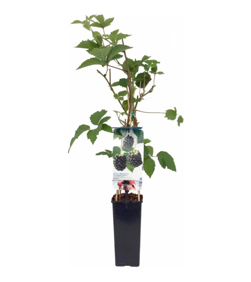Braam (rubus fruticosus "Navaho") fruitplanten