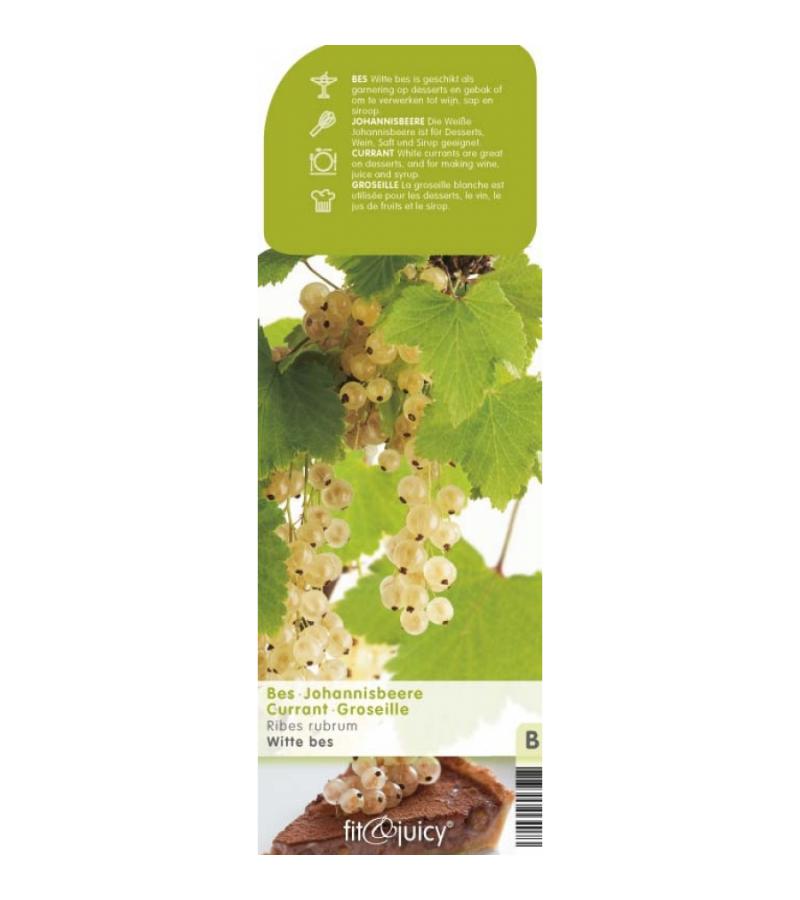 Witte bes (ribes rubrum "Witte Parel") fruitplanten