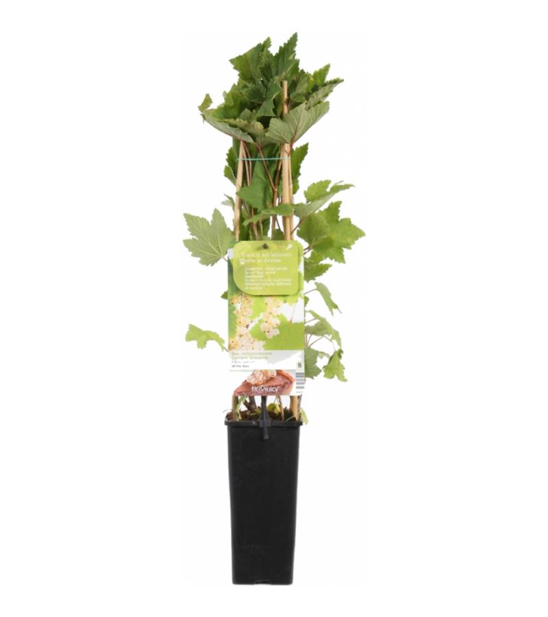 Witte bes (ribes rubrum "Witte Parel") fruitplanten