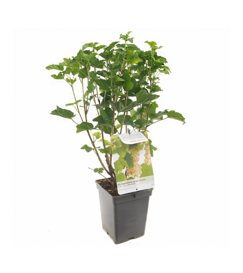 Witte bes (ribes rubrum "Witte Parel") fruitplanten