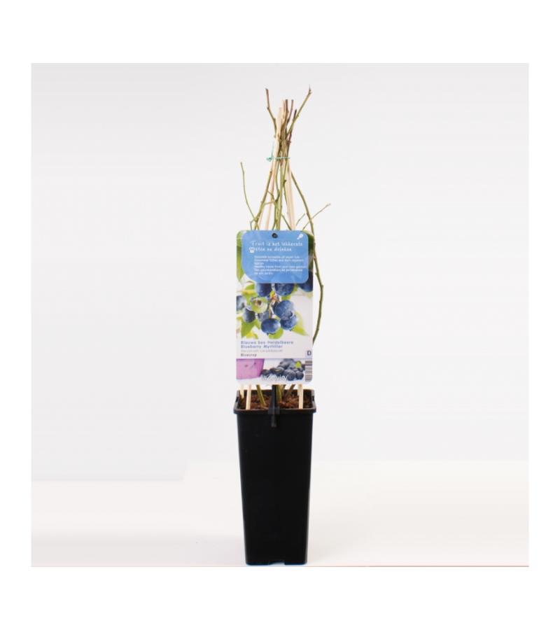 Bosbes (vaccinium corymbosum "Bluecrop") fruitplanten