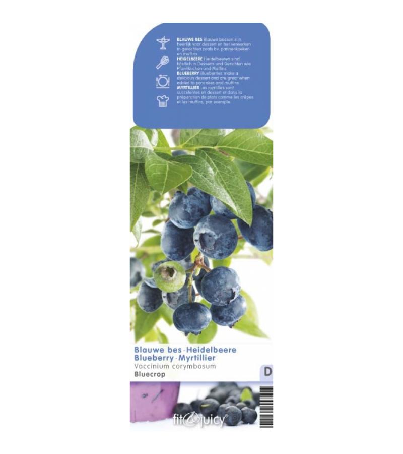 Bosbes (vaccinium corymbosum "Bluecrop") fruitplanten