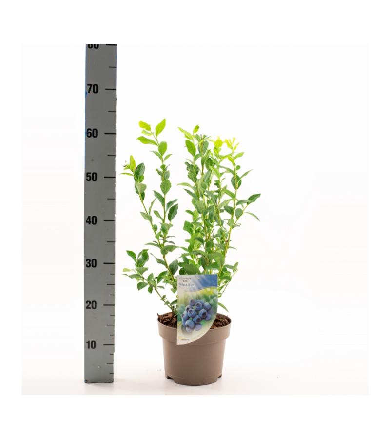 Bosbes (vaccinium corymbosum "Bluecrop") fruitplanten