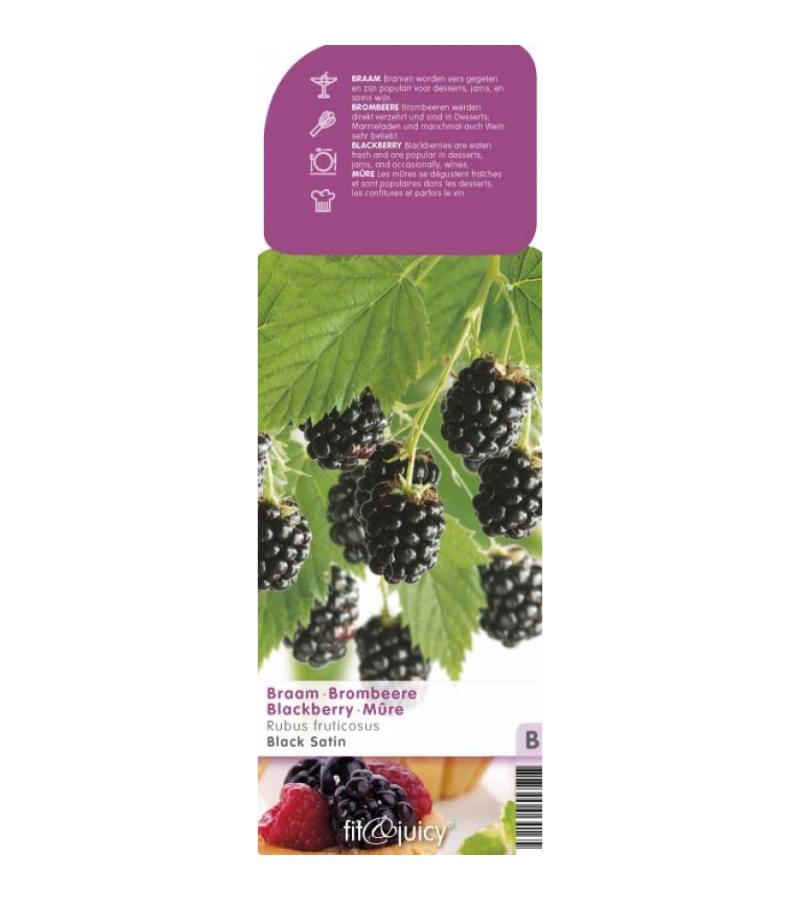 Braam (rubus fruticosus "Black Satin") fruitplanten