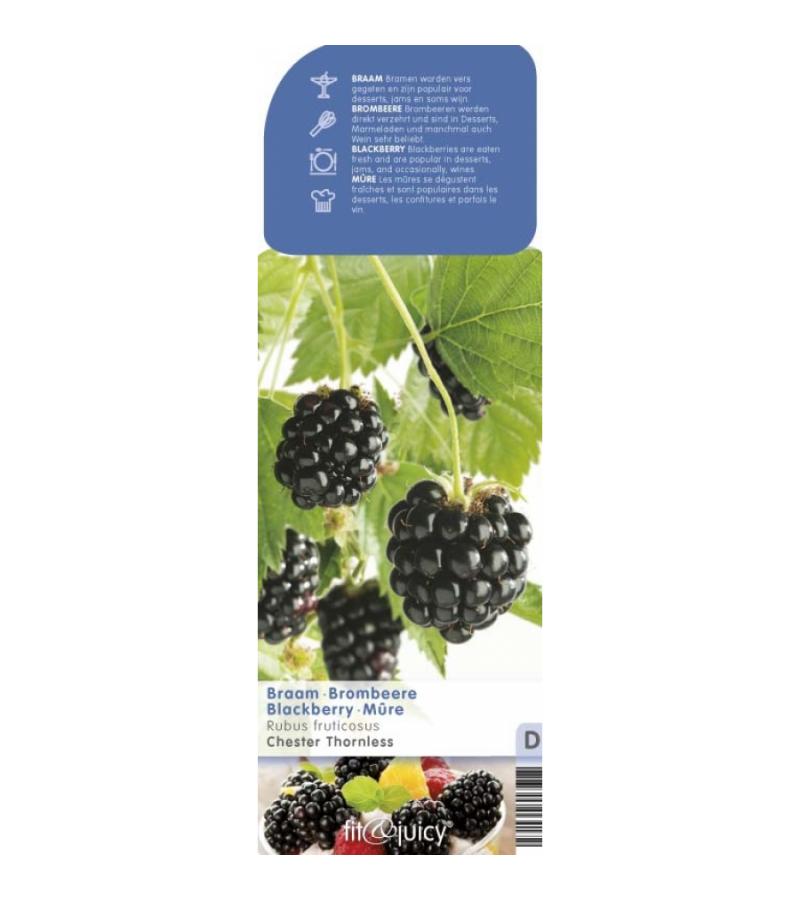 Braam (rubus fruticosus "Chester Thornless") fruitplanten