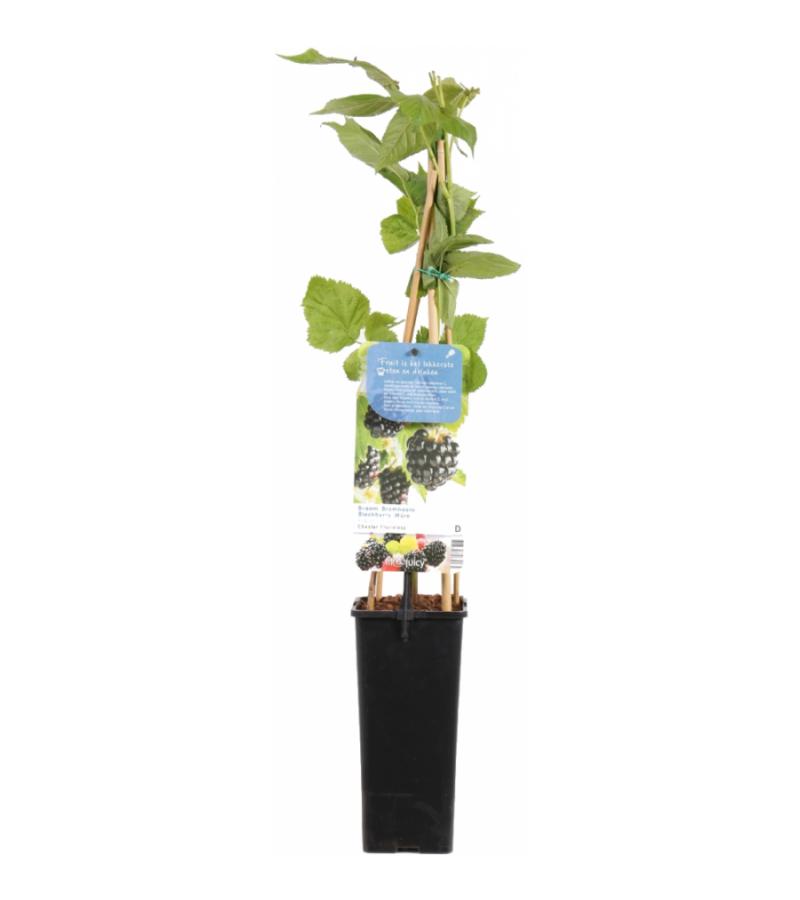 Braam (rubus fruticosus "Chester Thornless") fruitplanten