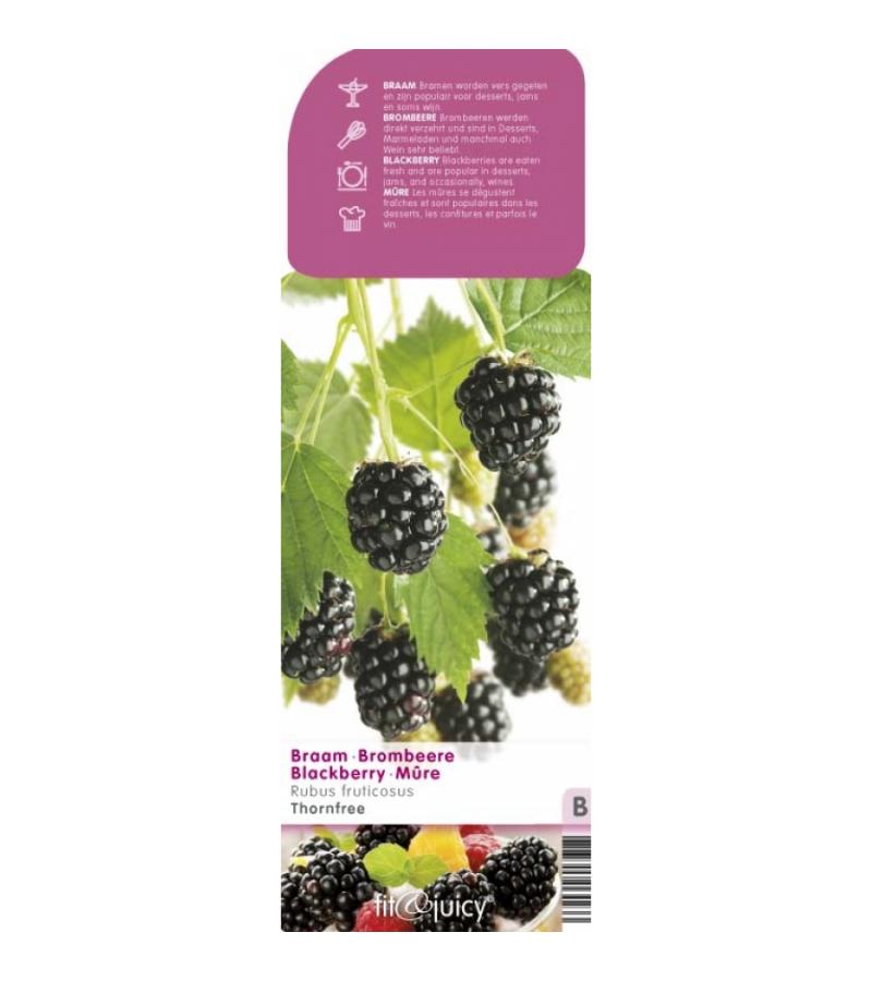 Braam (rubus fruticosus "Thornfree") fruitplanten