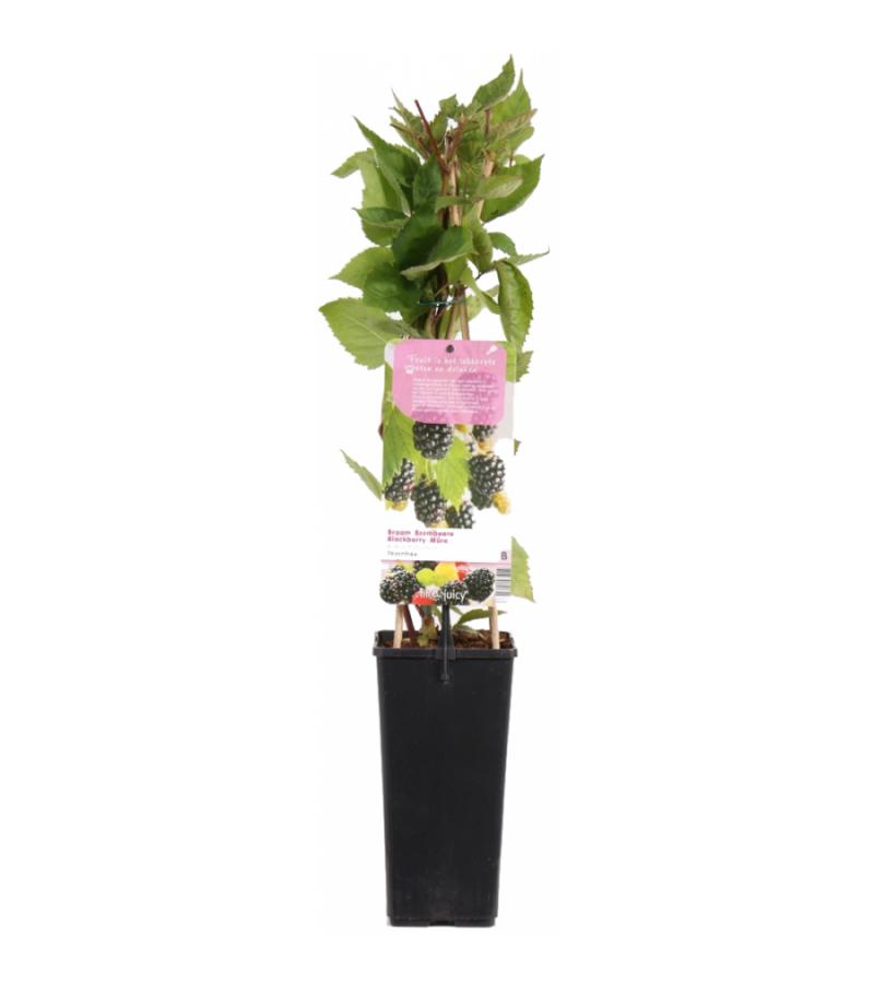 Braam (rubus fruticosus "Thornfree") fruitplanten