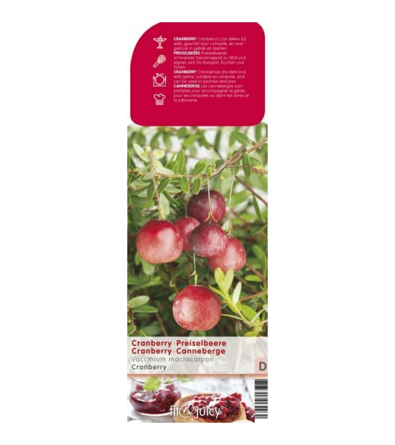 Cranberry (vaccinium macrocarpon "Cranberry") fruitplanten