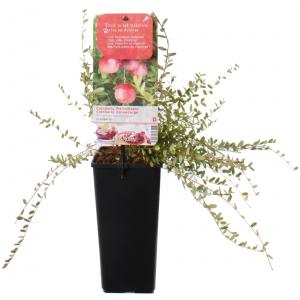 Cranberry (vaccinium macrocarpon "Cranberry") fruitplanten