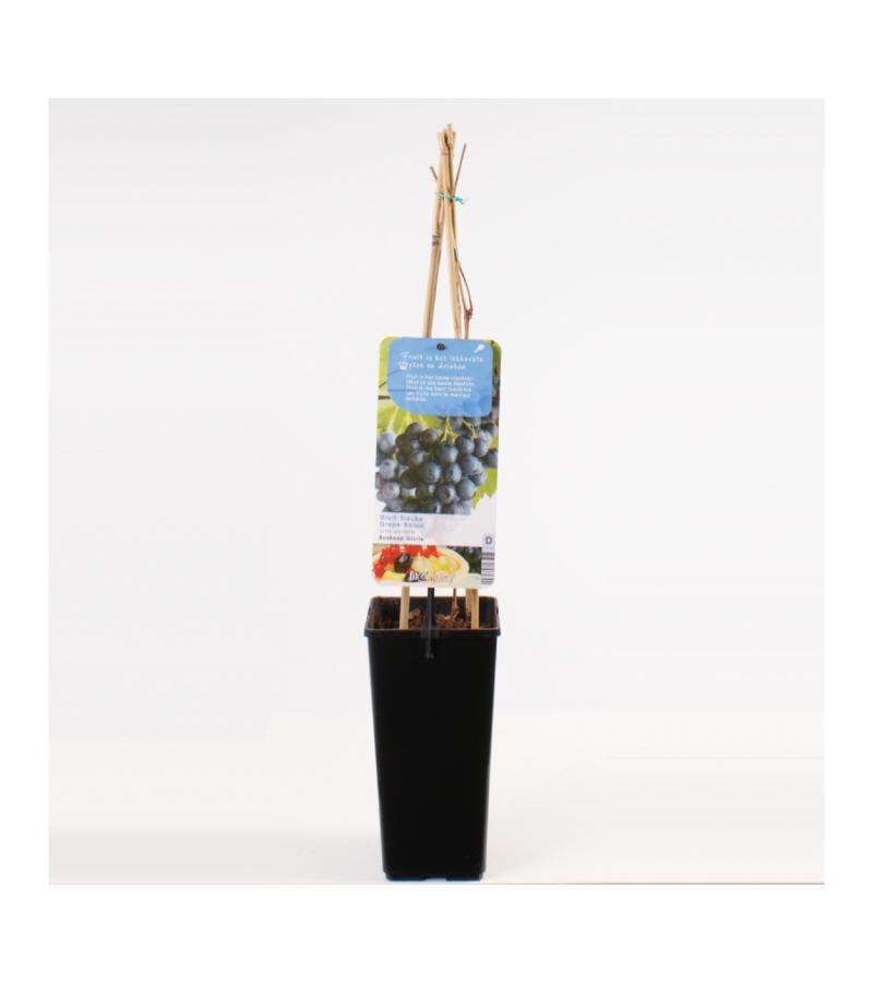 Blauwe druif (vitis vinifera "Boskoop Glory") fruitplanten