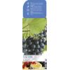 Blauwe druif (vitis vinifera "Boskoop Glory") fruitplanten
