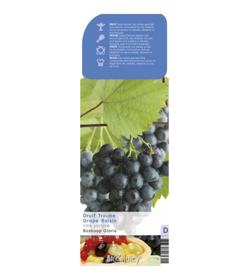Blauwe druif (vitis vinifera "Boskoop Glory") fruitplanten