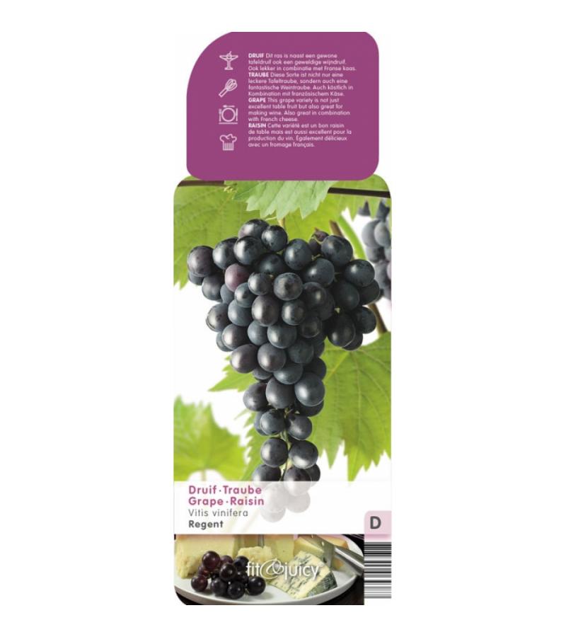Blauwe druif (vitis vinifera "Regent") fruitplanten