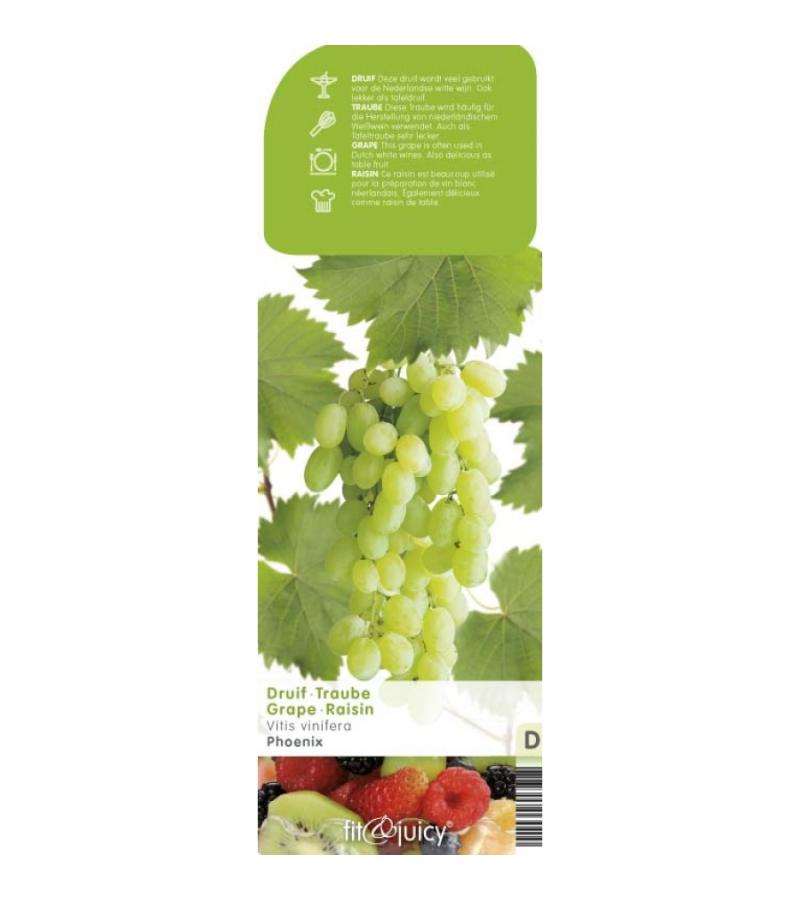 Witte druif (vitis vinifera "Phoenix") fruitplanten