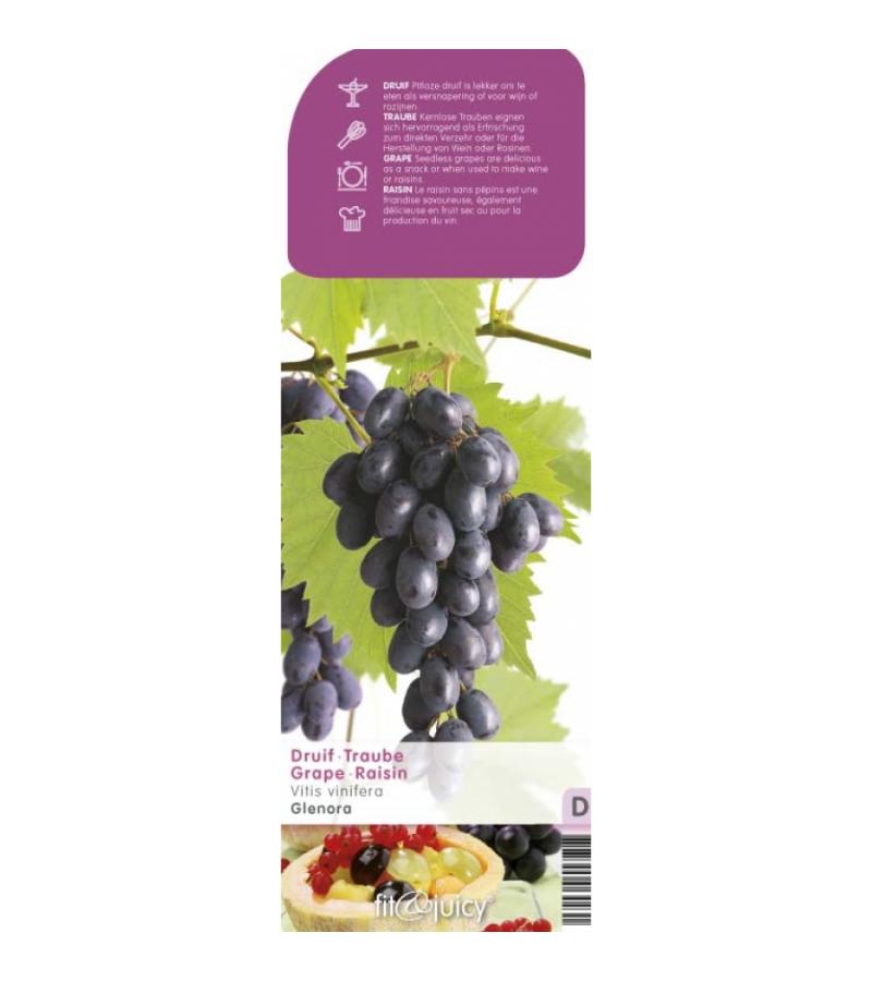 Blauwe druif (vitis vinifera "Glenora") fruitplanten