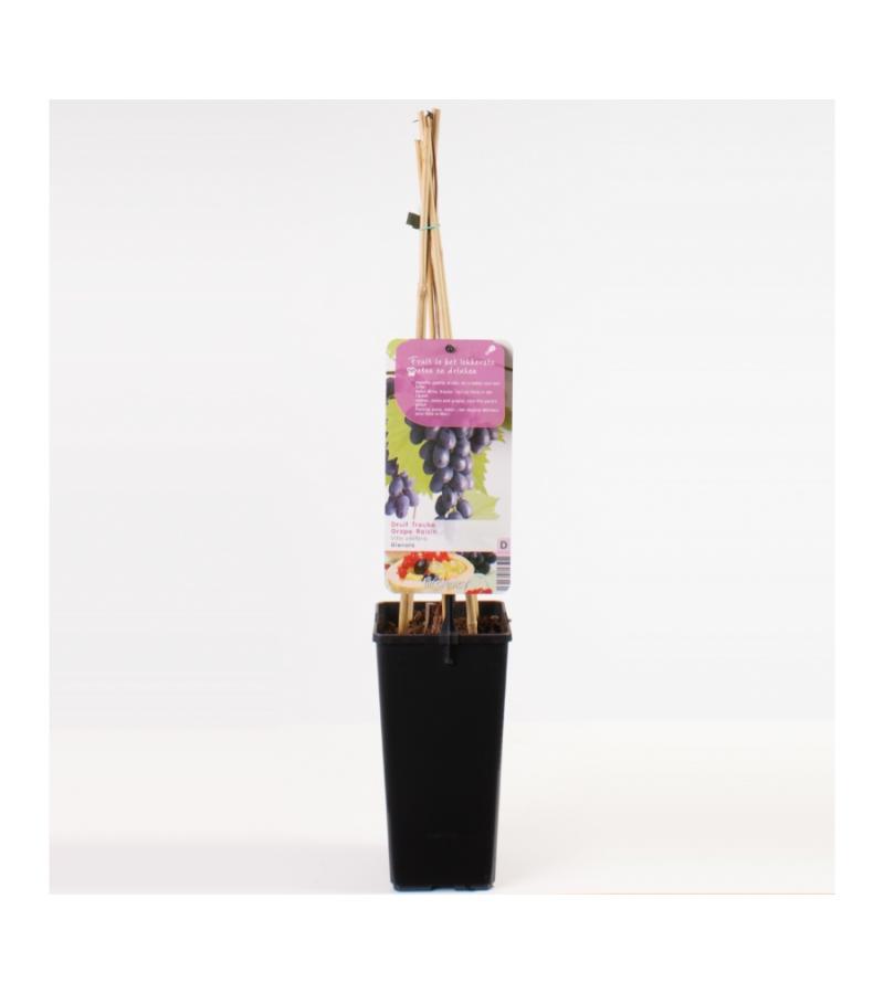 Blauwe druif (vitis vinifera "Glenora") fruitplanten