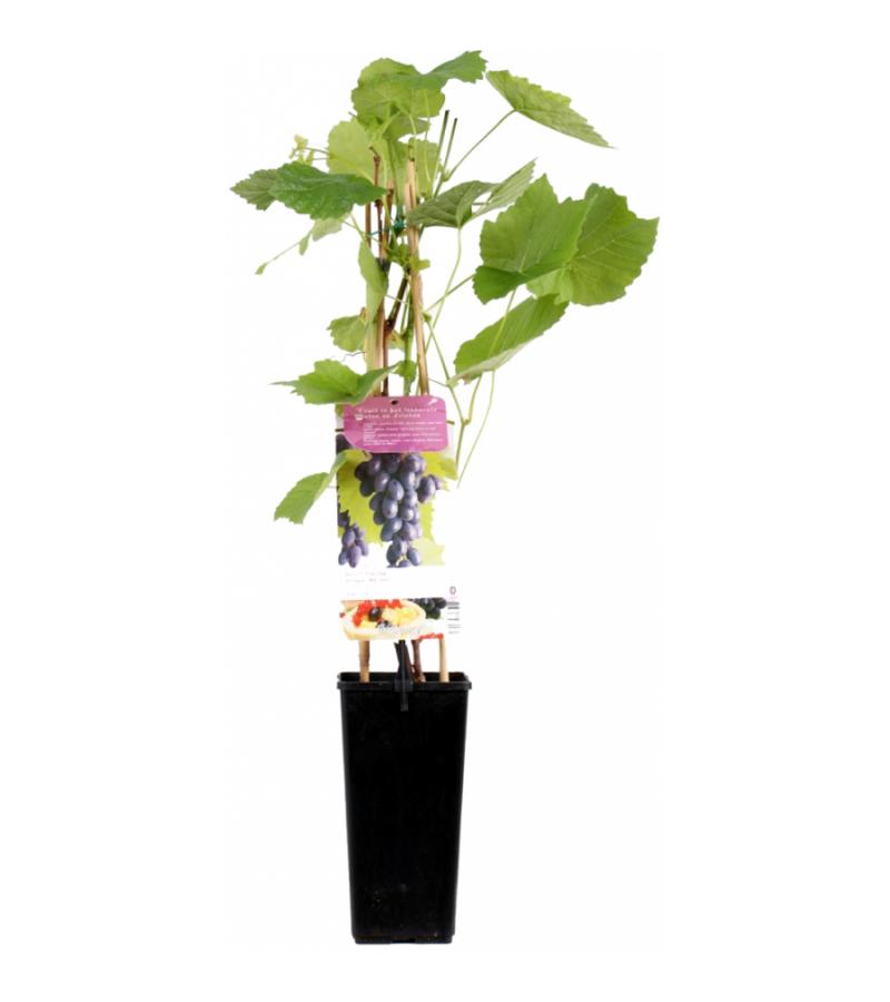 Blauwe druif (vitis vinifera "Glenora") fruitplanten