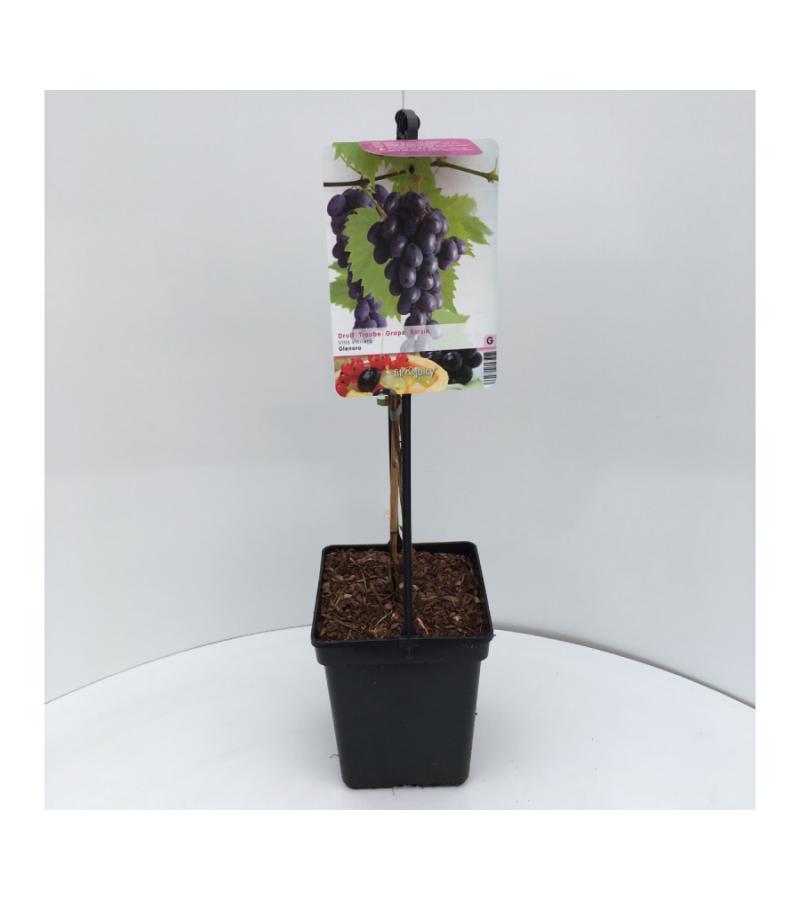 Blauwe druif (vitis vinifera "Glenora") fruitplanten