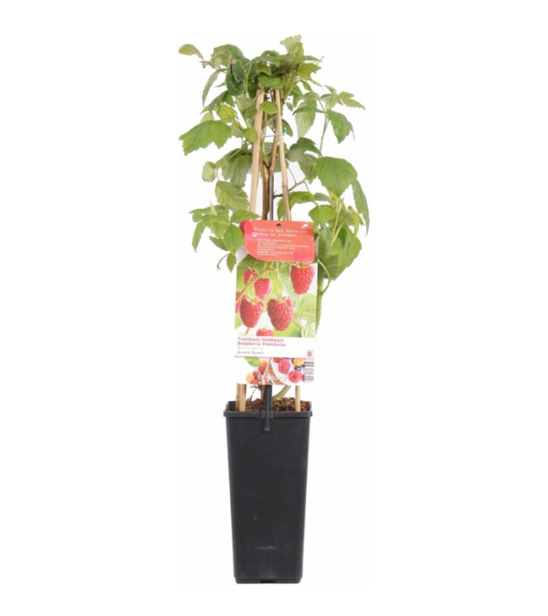 Herfstframboos (rubus idaeus "Aroma Queen") fruitplanten