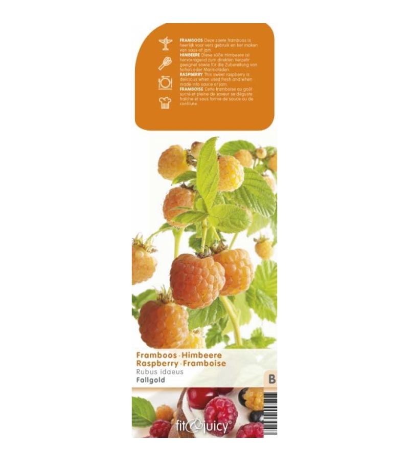 Herfstframboos (rubus idaeus "Fallgold") fruitplanten