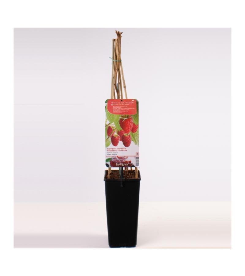 Zomerframboos (rubus idaeus "Glen Ample") fruitplanten 