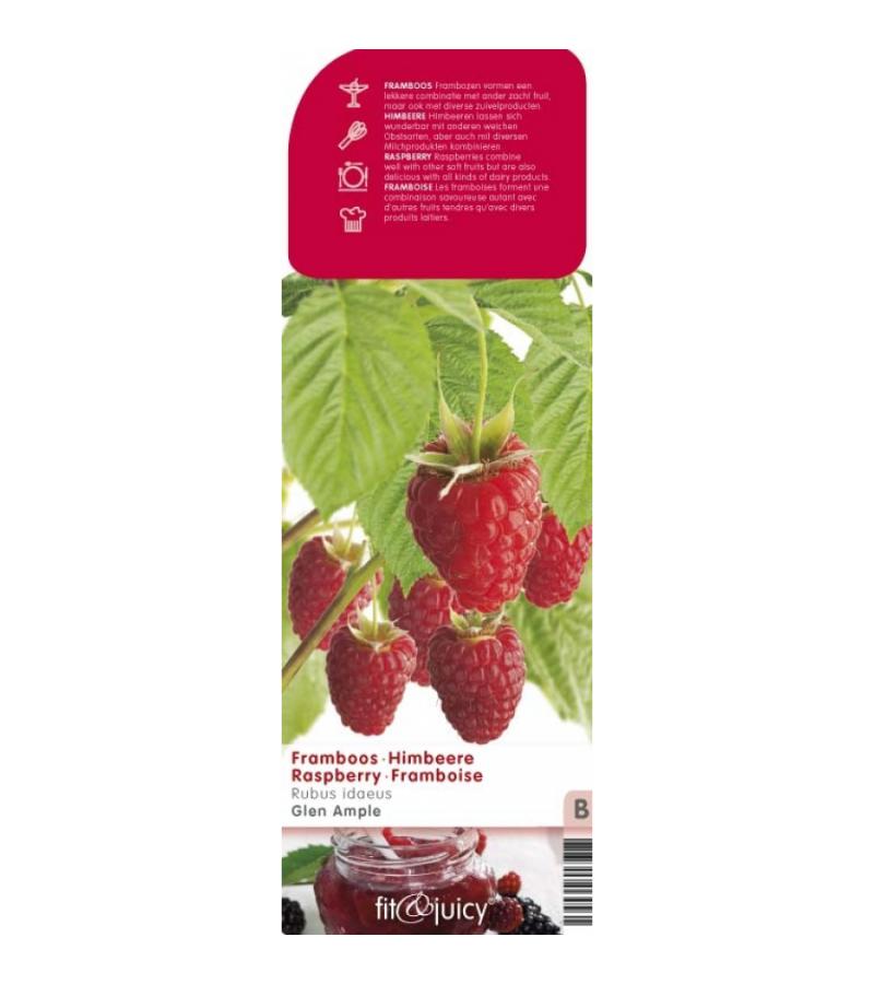 Zomerframboos (rubus idaeus "Glen Ample") fruitplanten 