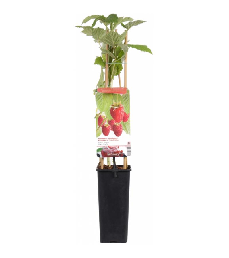 Zomerframboos (rubus idaeus "Glen Ample") fruitplanten 