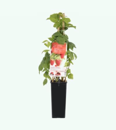 Herfstframboos (rubus idaeus "Zefa Herbsternte") fruitplanten