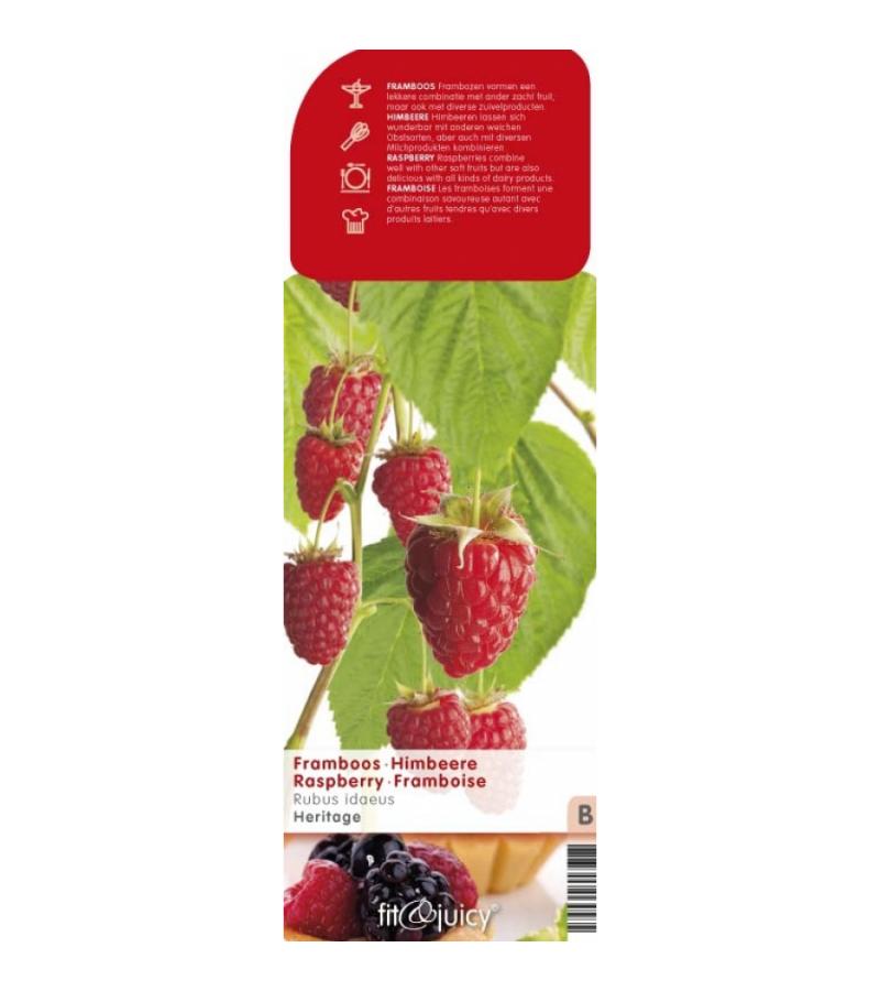 Herfstframboos (rubus idaeus "Heritage") fruitplanten 