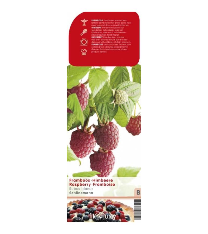 Zomerframboos (rubus idaeus "Schonemann") fruitplanten