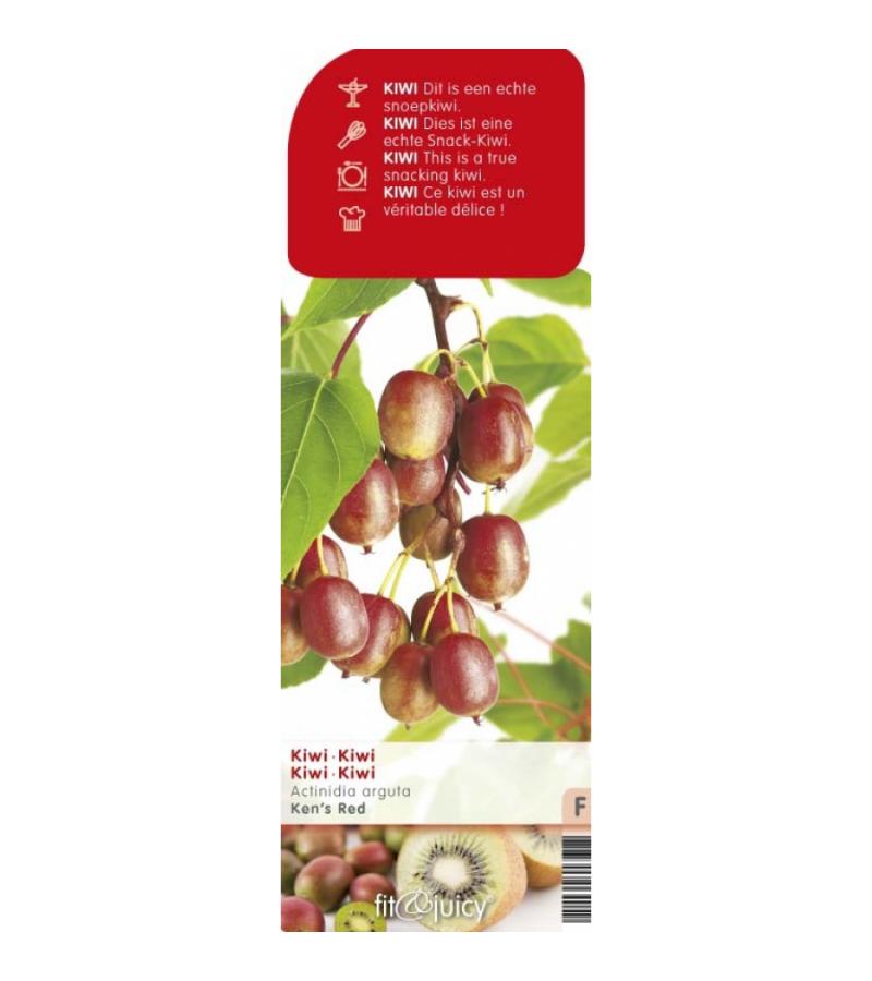 Kiwibes (vrouwelijk) (actinidia arguta "Ken's Red") fruitplanten