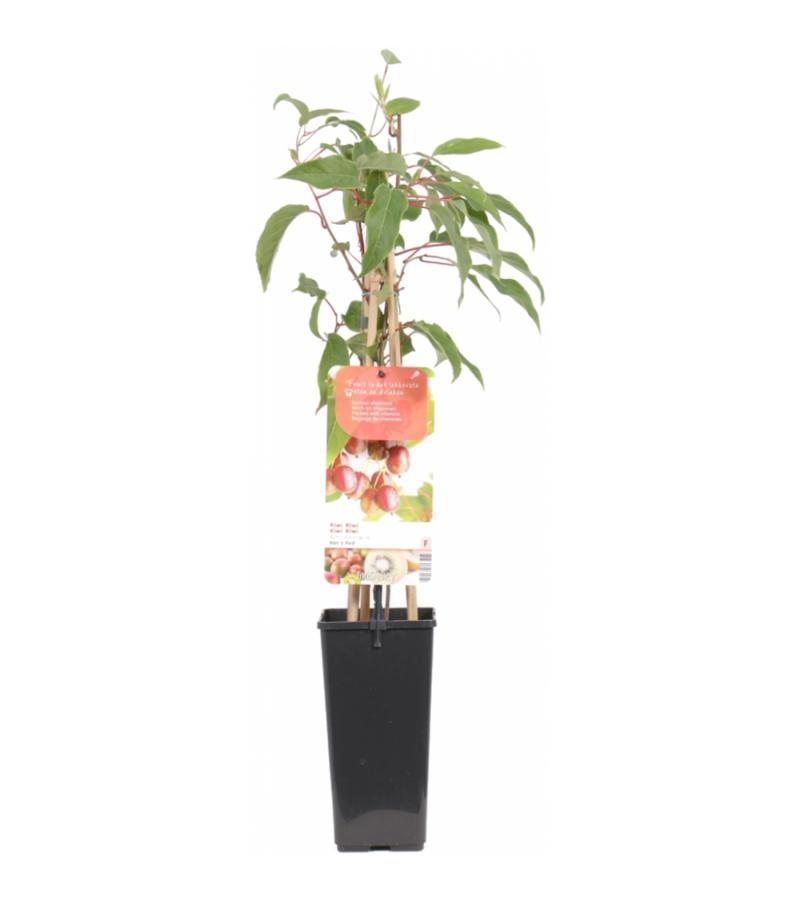 Kiwibes (vrouwelijk) (actinidia arguta "Ken's Red") fruitplanten