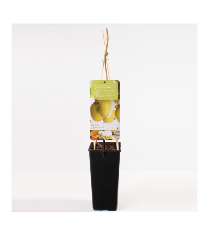 Kiwi (actinidia deliciosa "Jenny") fruitplanten