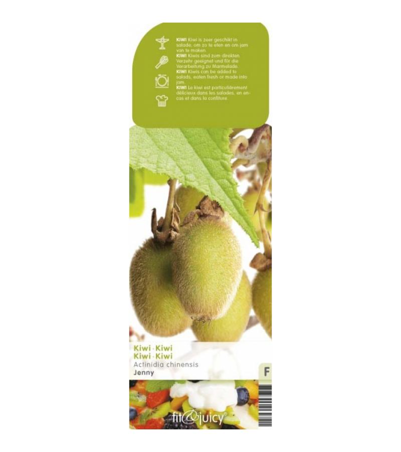 Kiwi (actinidia deliciosa "Jenny") fruitplanten