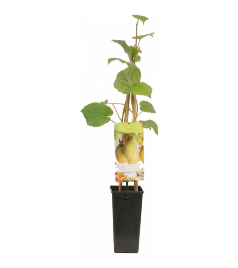 Kiwi (actinidia deliciosa "Jenny") fruitplanten