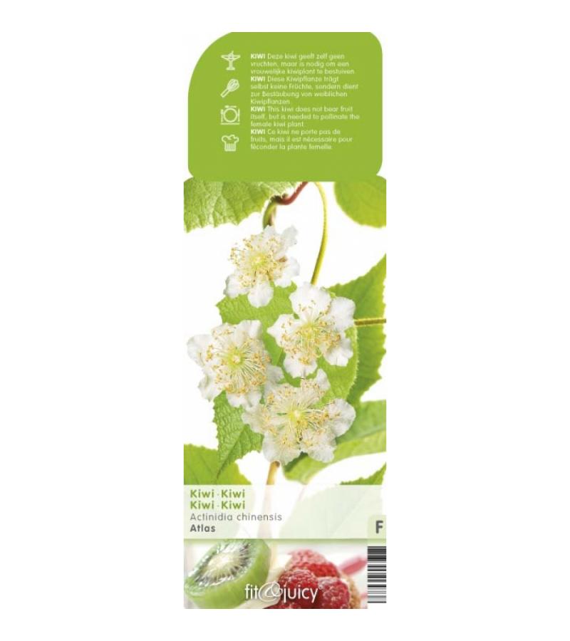 Kiwi (mannelijk) (actinidia deliciosa "Atlas”) fruitplanten