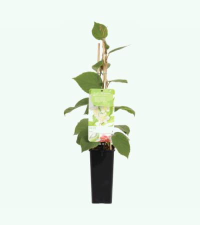 Kiwi (mannelijk) (actinidia deliciosa "Atlas”) fruitplanten