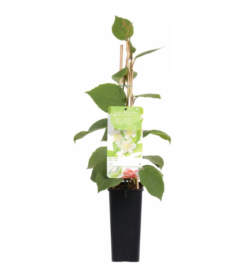 Kiwi (mannelijk) (actinidia deliciosa "Atlas”) fruitplanten